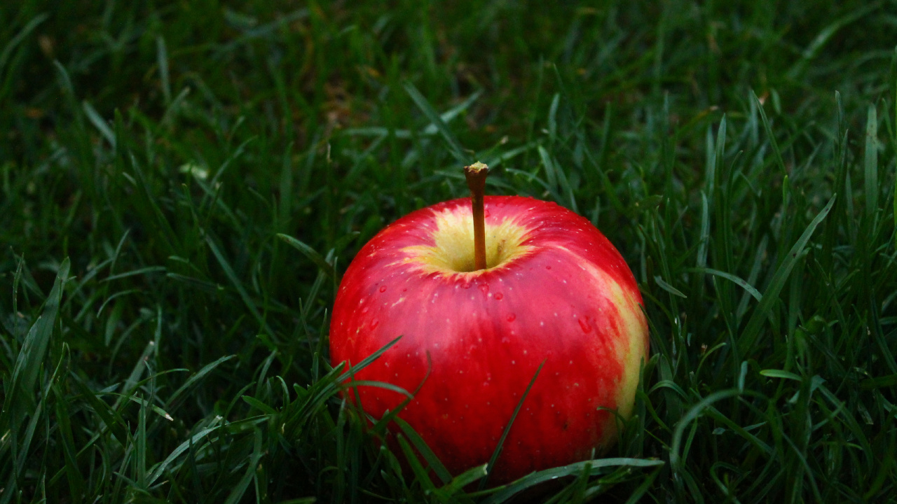 Roter Apfel Auf Grünem Gras. Wallpaper in 1280x720 Resolution