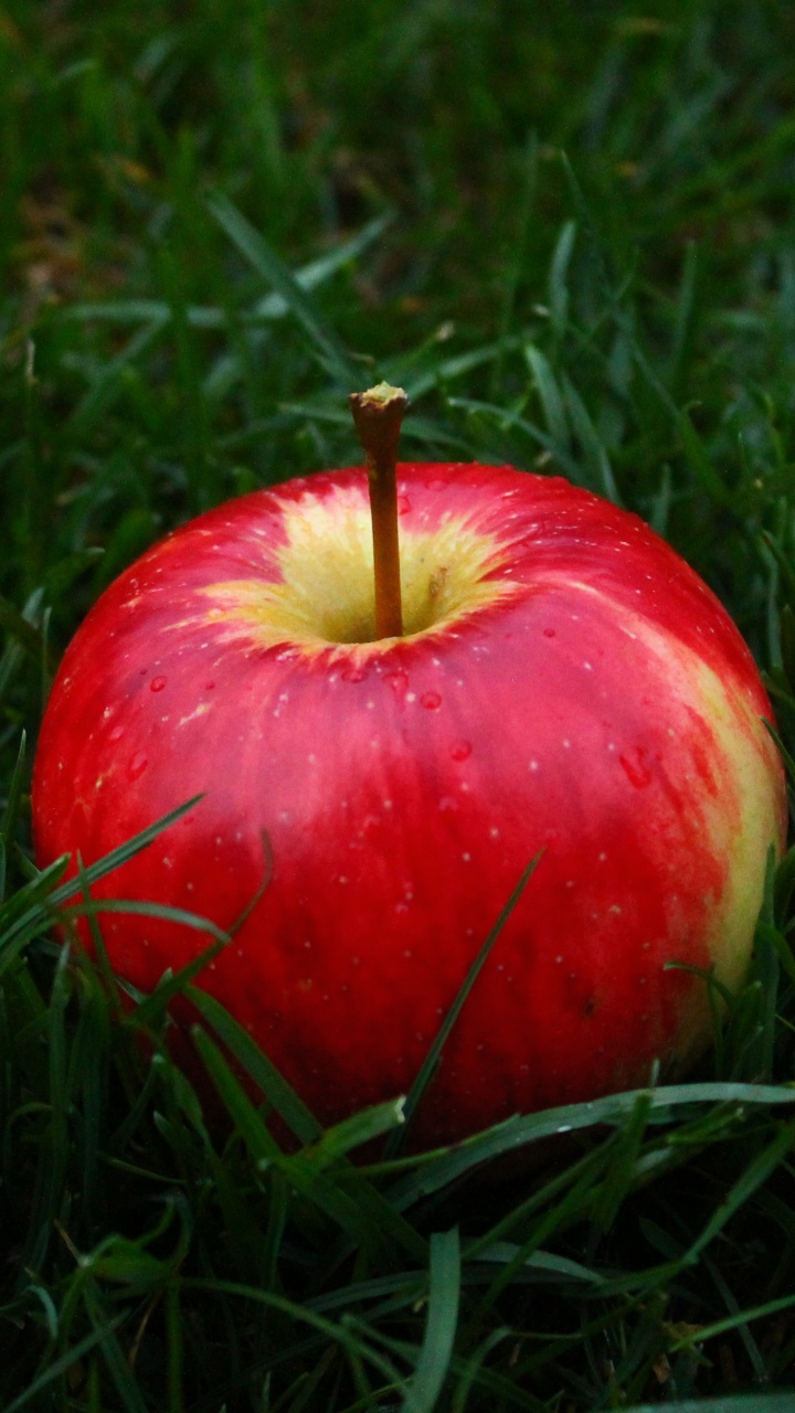 Roter Apfel Auf Grünem Gras. Wallpaper in 720x1280 Resolution