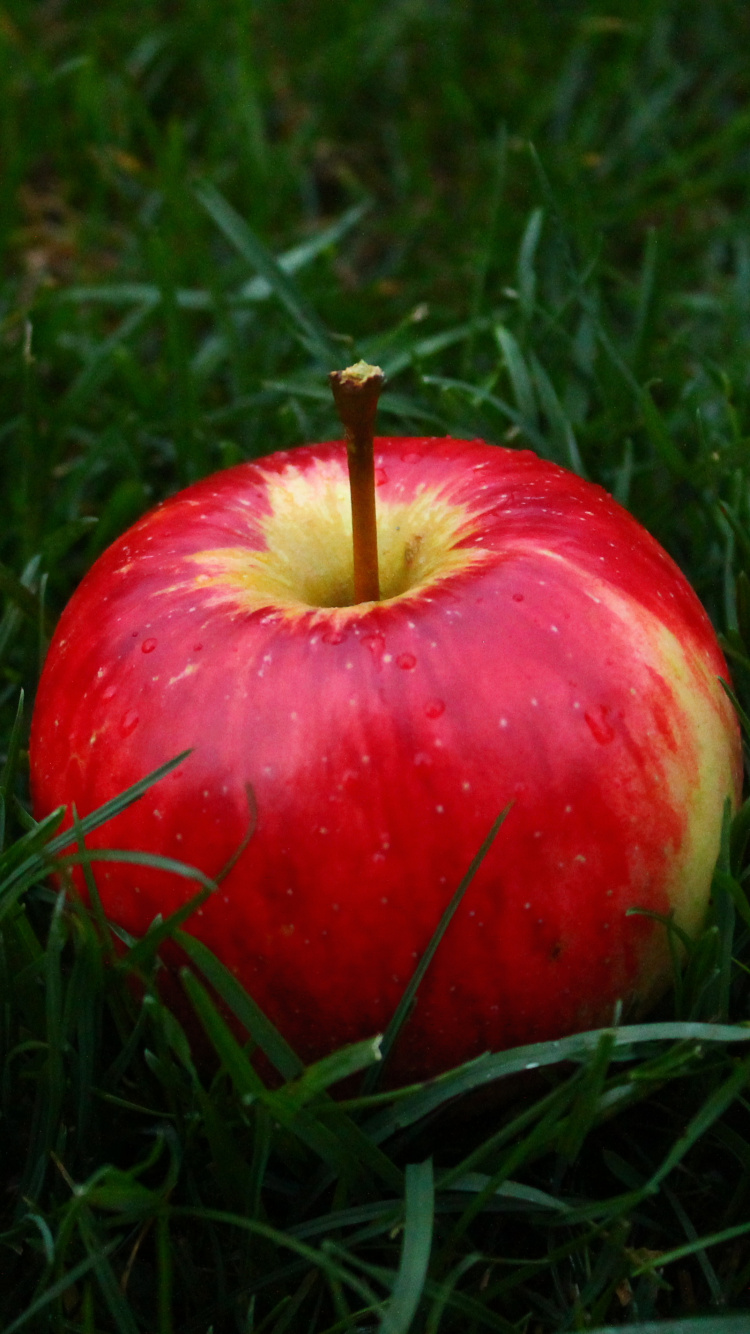 Roter Apfel Auf Grünem Gras. Wallpaper in 750x1334 Resolution