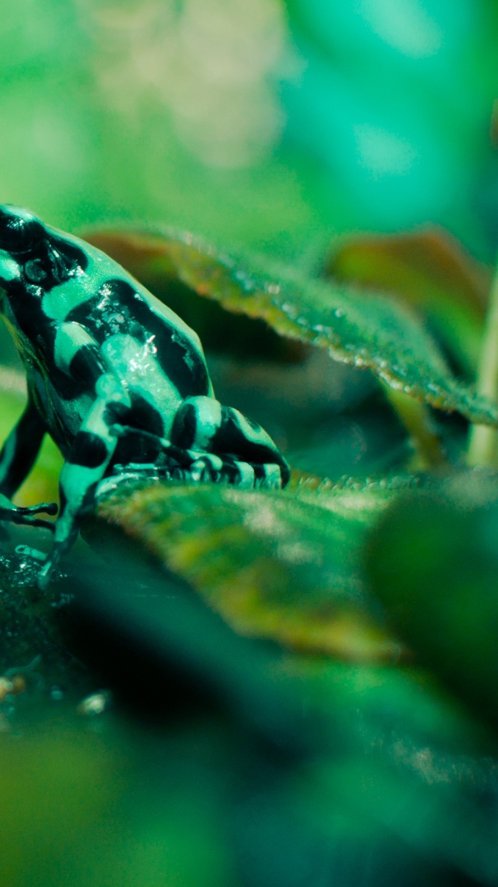 Grenouille Verte et Noire Sur Feuille Verte. Wallpaper in 720x1280 Resolution