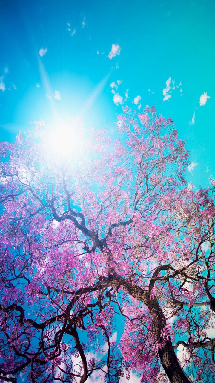 窗口, Azure, 自然景观, 木本植物, 树枝 壁纸 720x1280 允许