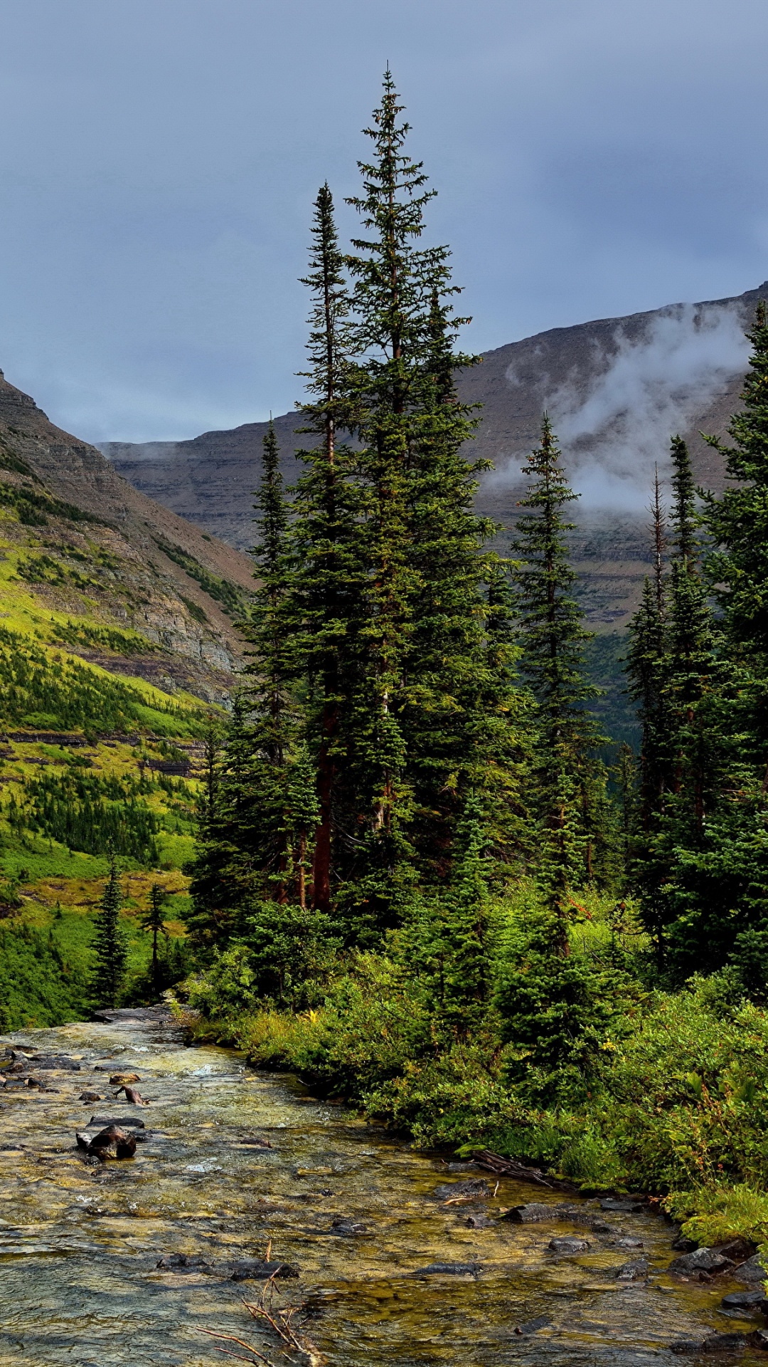 Green Trees Near River During Daytime. Wallpaper in 1080x1920 Resolution