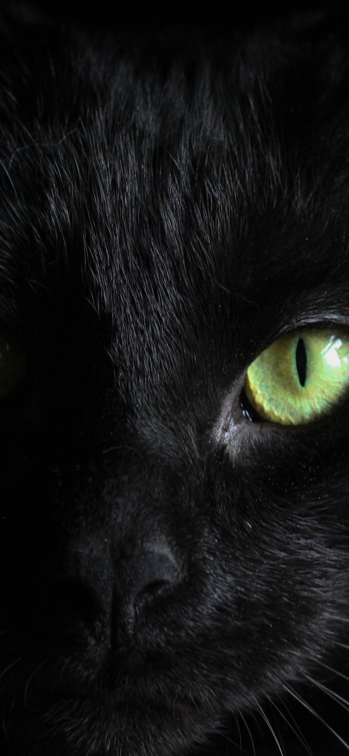 Katze, Bombay Katze, Schwarze Katze, Britisch Kurzhaar, Auge. Wallpaper in 1125x2436 Resolution