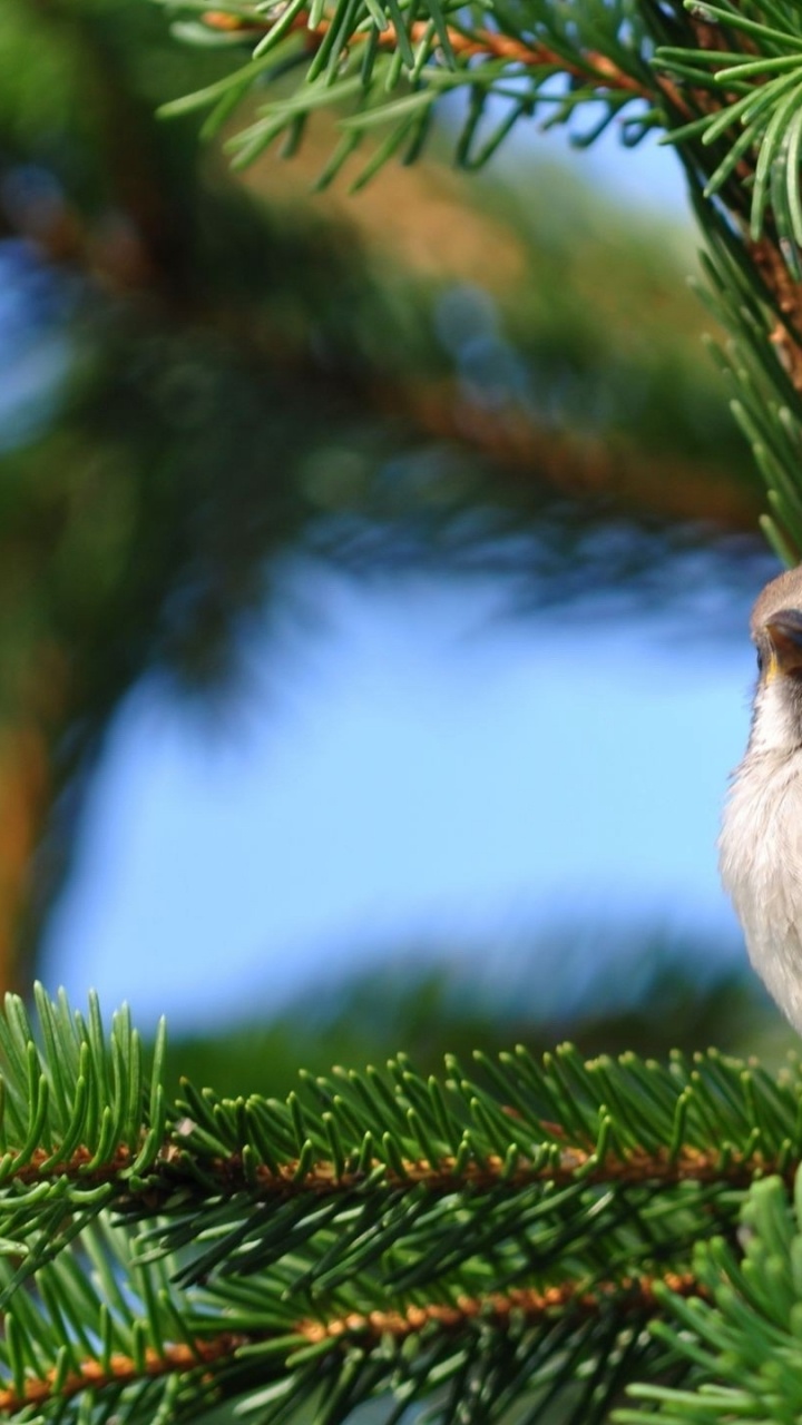 Oiseau Brun et Blanc Sur Pin Vert. Wallpaper in 720x1280 Resolution