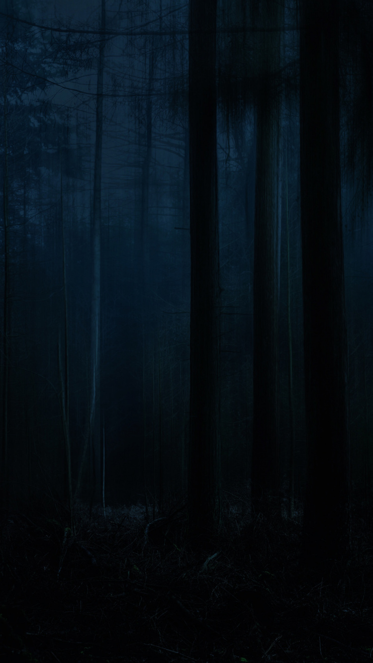 Natur, Naturlandschaft, Holz, Stamm, Terrestrische Pflanzen. Wallpaper in 750x1334 Resolution