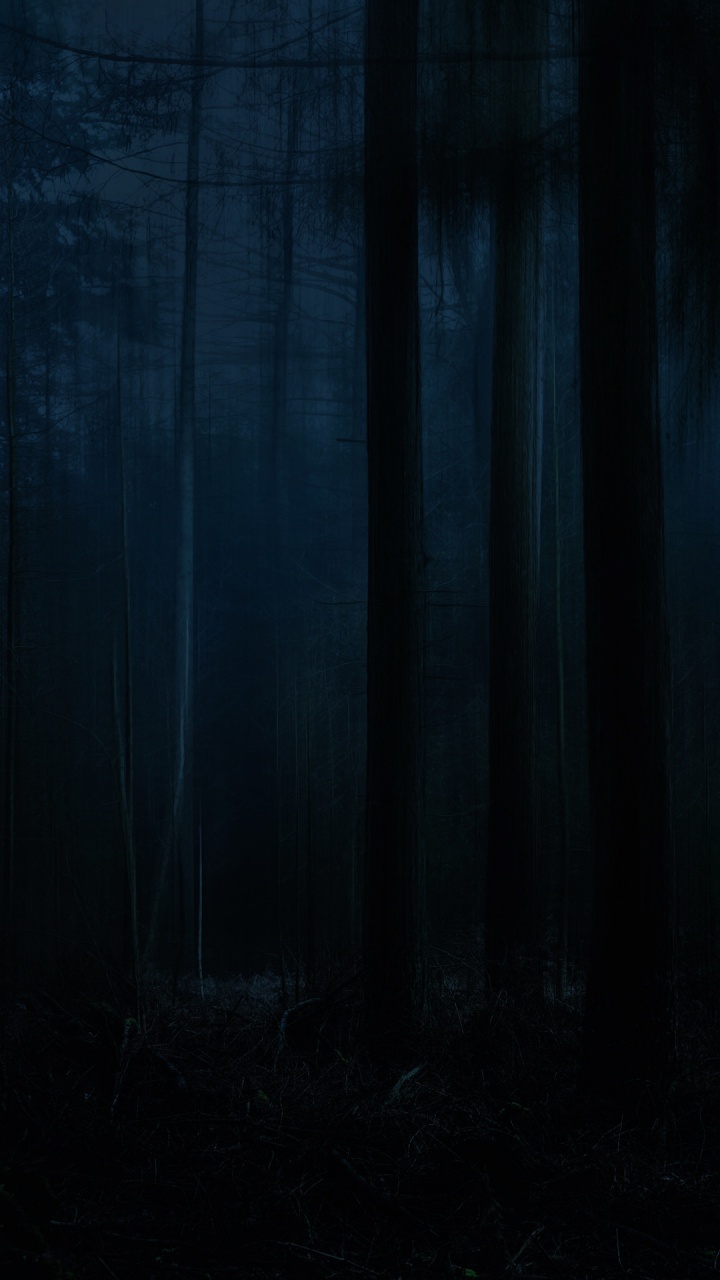 Naturaleza, Paisaje Natural, Madera, Gris, Planta Terrestre. Wallpaper in 720x1280 Resolution