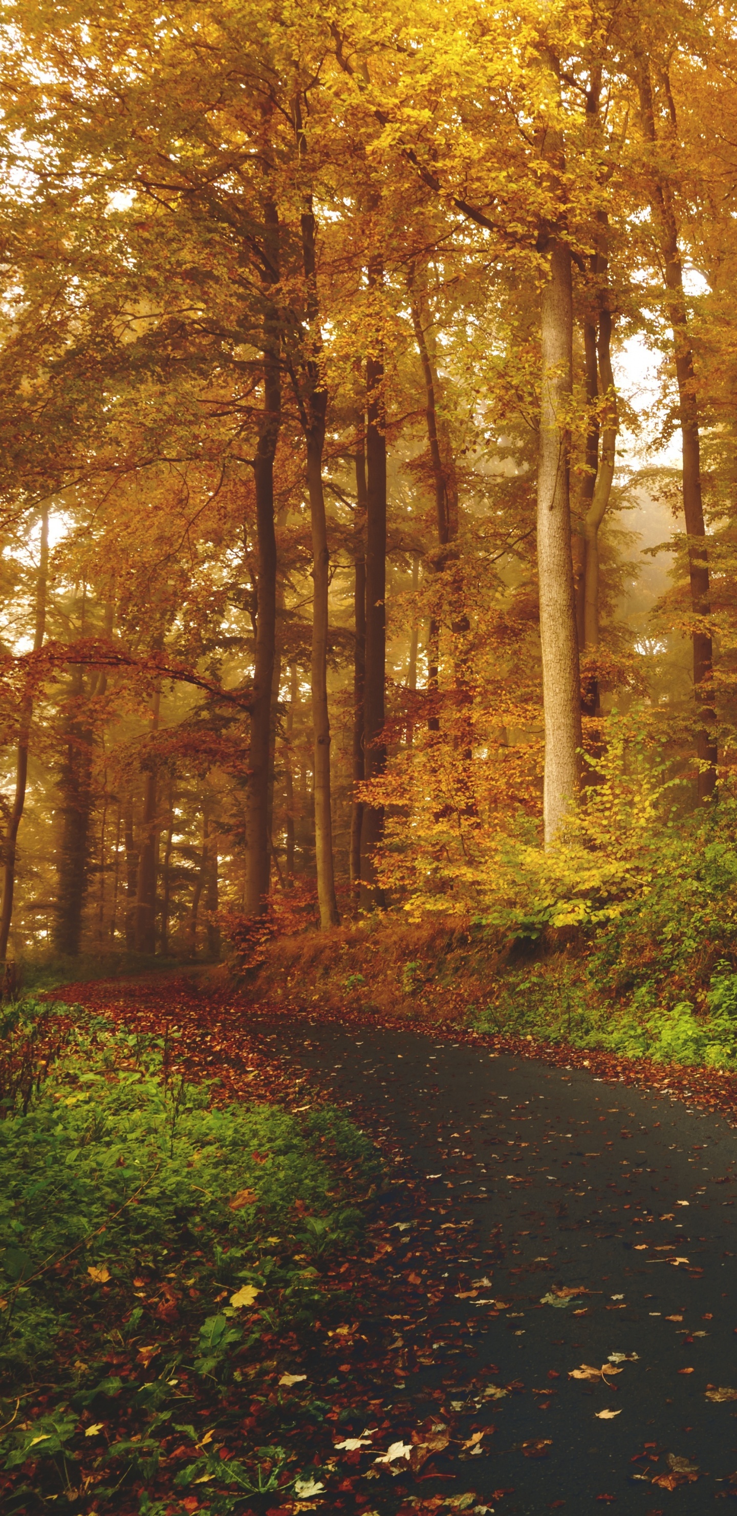 Schwarze Asphaltstraße Zwischen Braunen Bäumen Tagsüber. Wallpaper in 1440x2960 Resolution