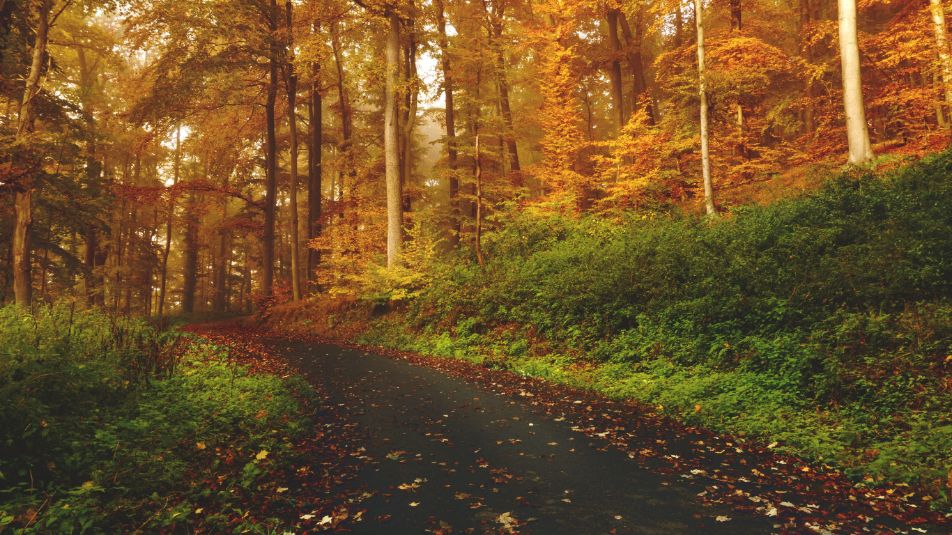 Black Asphalt Road in Between Brown Trees During Daytime. Wallpaper in 1366x768 Resolution