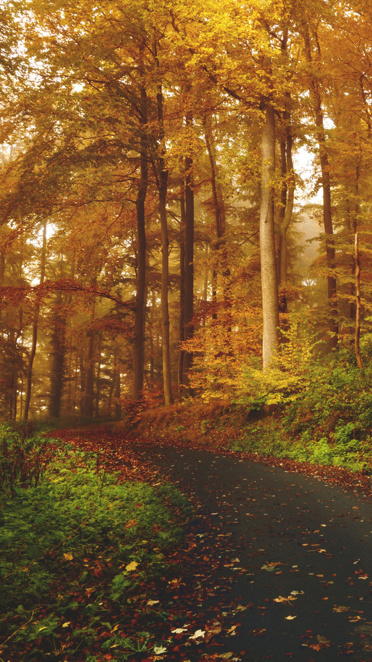 Black Asphalt Road in Between Brown Trees During Daytime. Wallpaper in 750x1334 Resolution