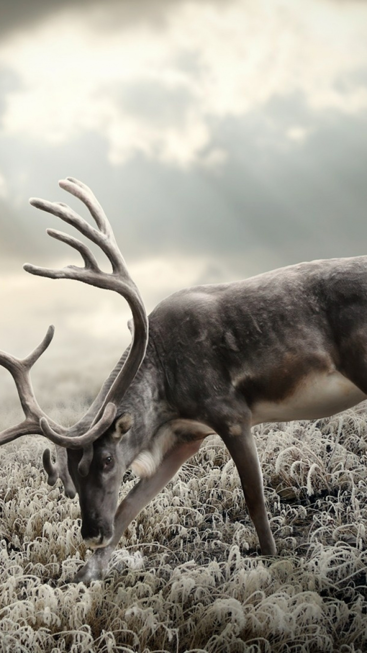 Cerf Brun Sur L'herbe Verte Pendant la Journée. Wallpaper in 750x1334 Resolution
