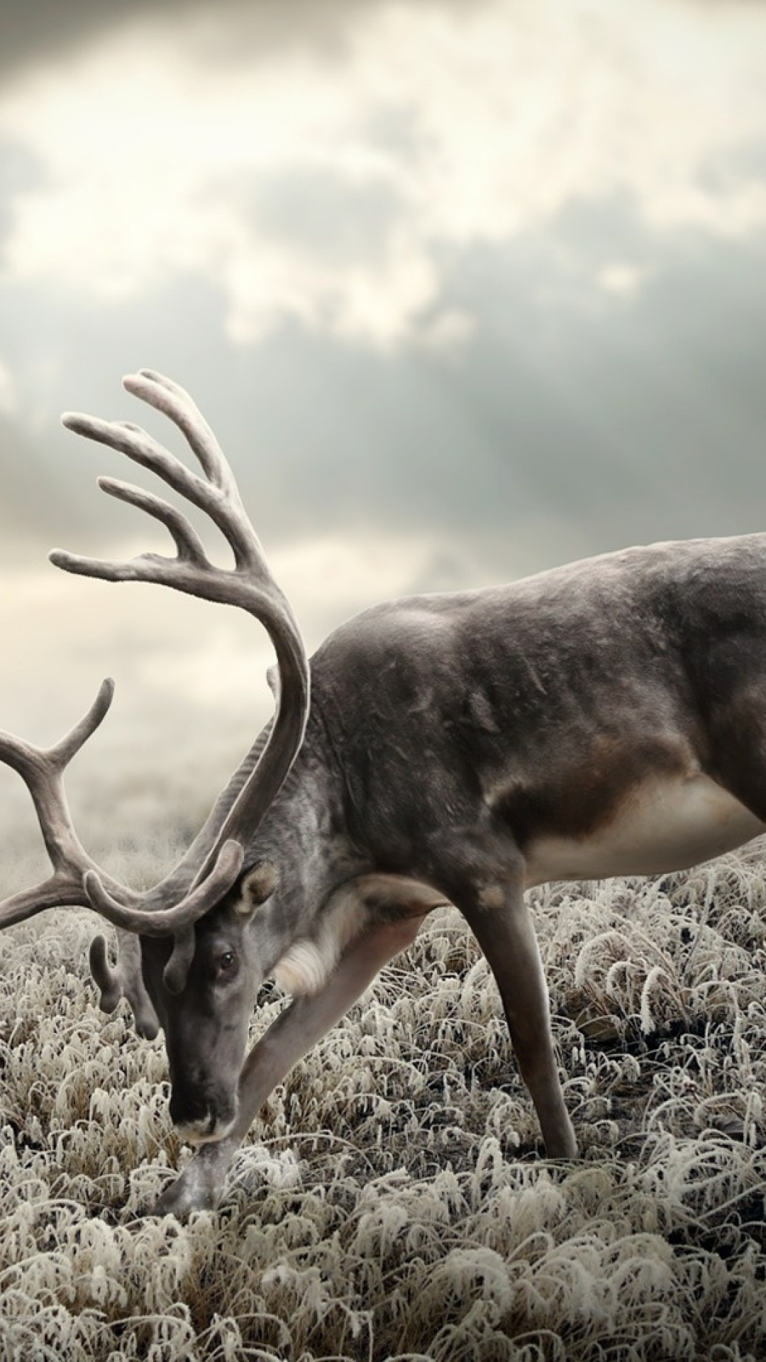 Brown Deer on Green Grass During Daytime. Wallpaper in 1080x1920 Resolution