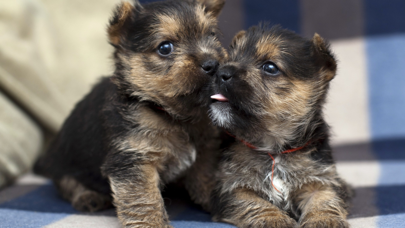 Brown and Black Long Coated Puppy. Wallpaper in 1366x768 Resolution
