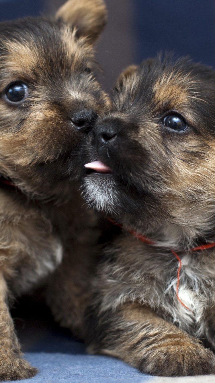 Brown and Black Long Coated Puppy. Wallpaper in 750x1334 Resolution