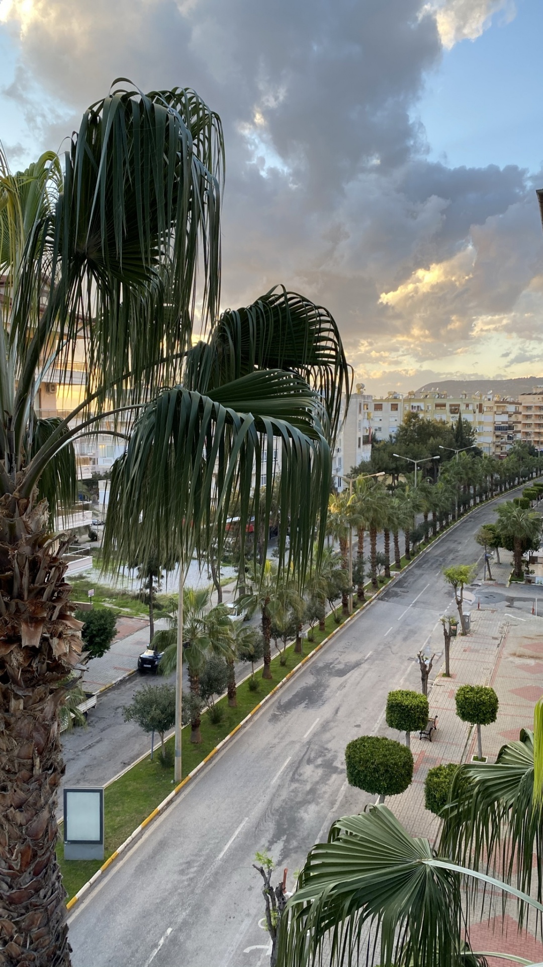 Palm Trees, Plant, Cloud, Tree, Urban Design. Wallpaper in 1080x1920 Resolution