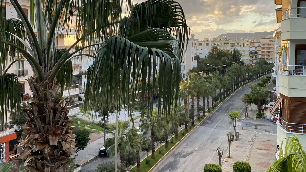 Palm Trees, Plant, Cloud, Tree, Urban Design. Wallpaper in 1280x720 Resolution