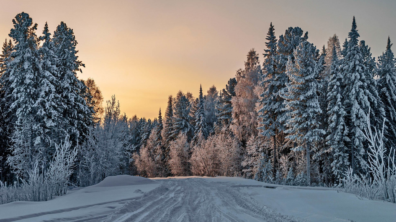 Snow Covered Trees During Daytime. Wallpaper in 1280x720 Resolution