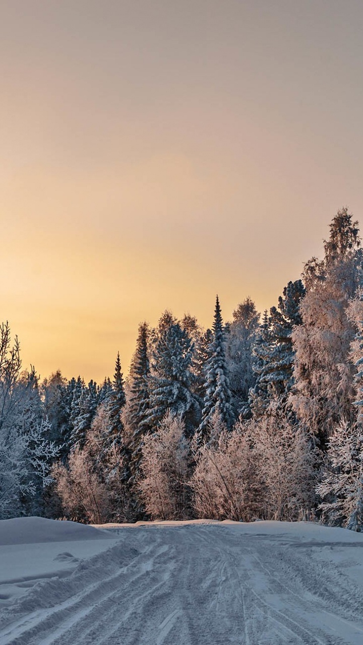 Snow Covered Trees During Daytime. Wallpaper in 720x1280 Resolution