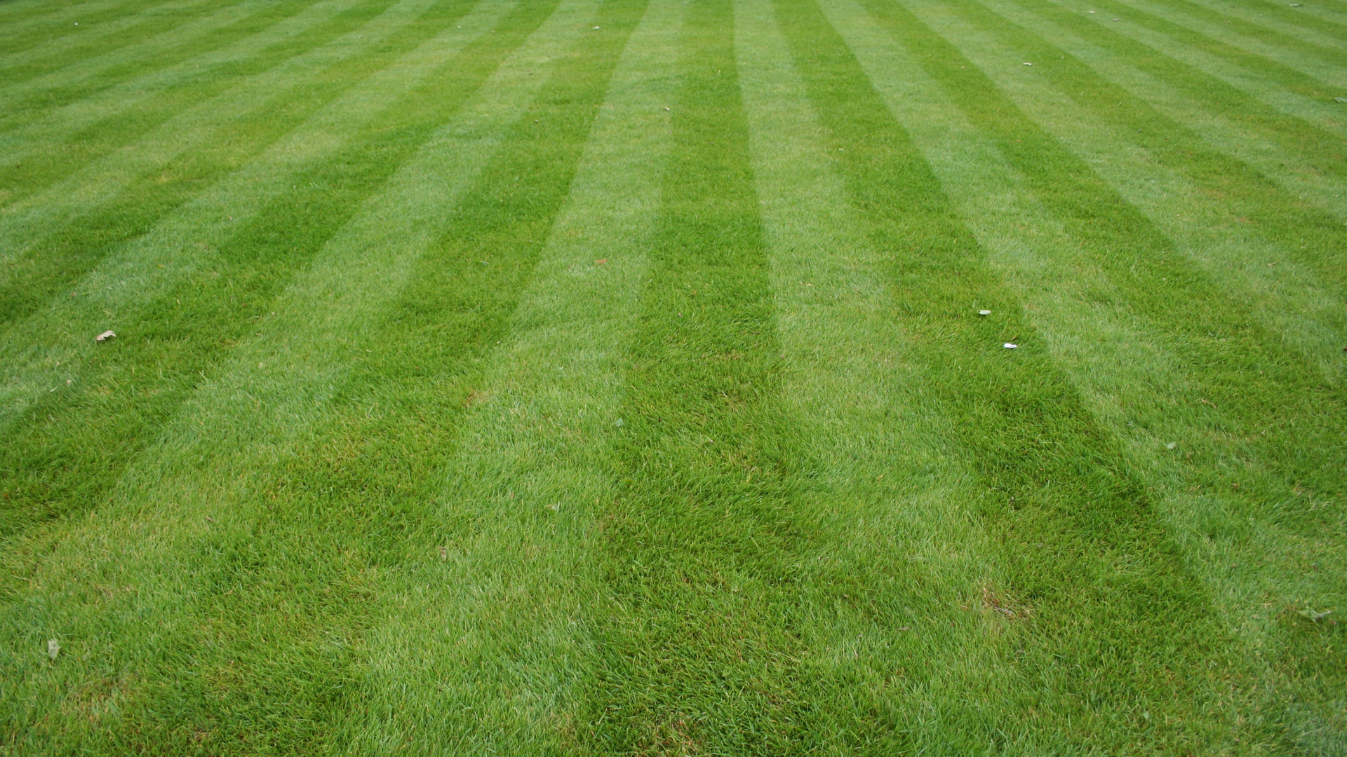 草坪, 人造草坪, 院子里, 绿色的, 草 壁纸 1920x1080 允许