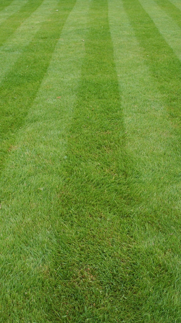 草坪, 人造草坪, 院子里, 绿色的, 草 壁纸 720x1280 允许