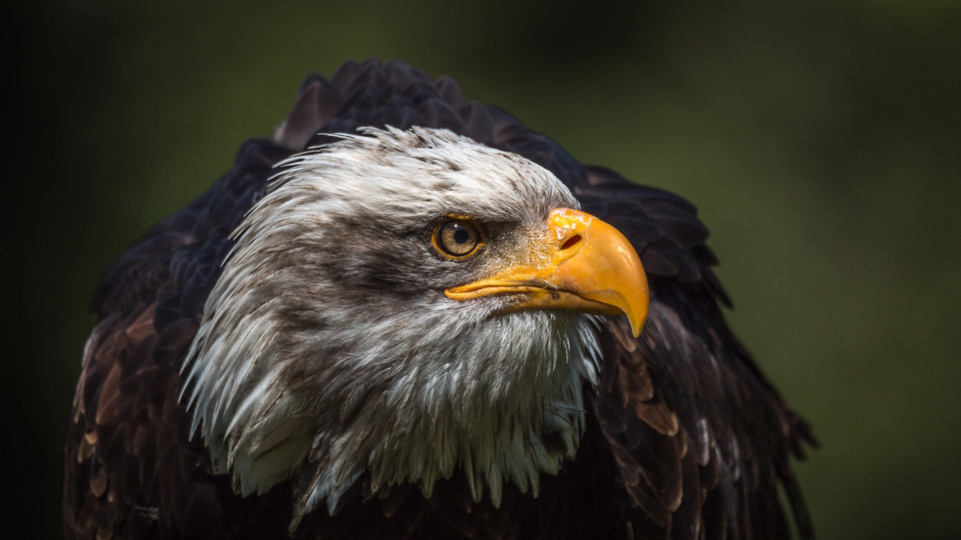 Black and White Eagle in Close up Photography. Wallpaper in 1920x1080 Resolution