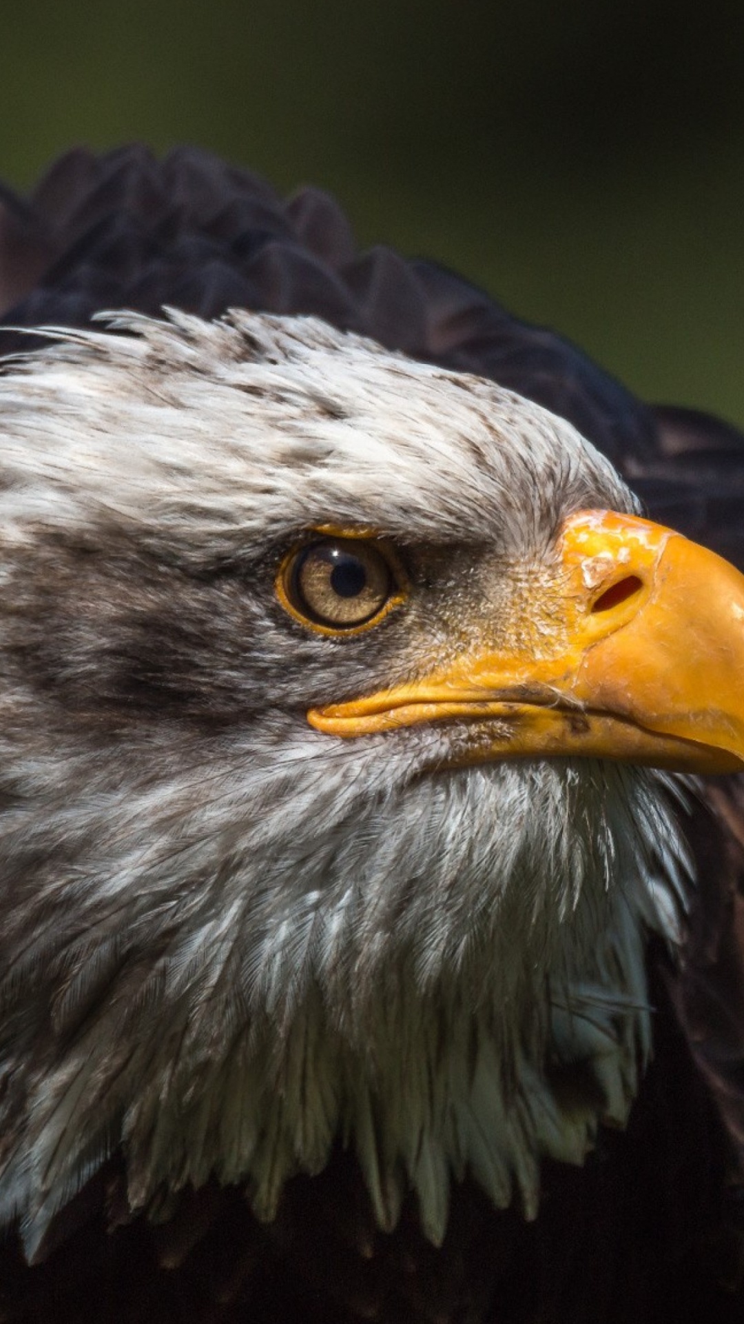 Aigle Noir et Blanc en Photographie Rapprochée. Wallpaper in 1080x1920 Resolution