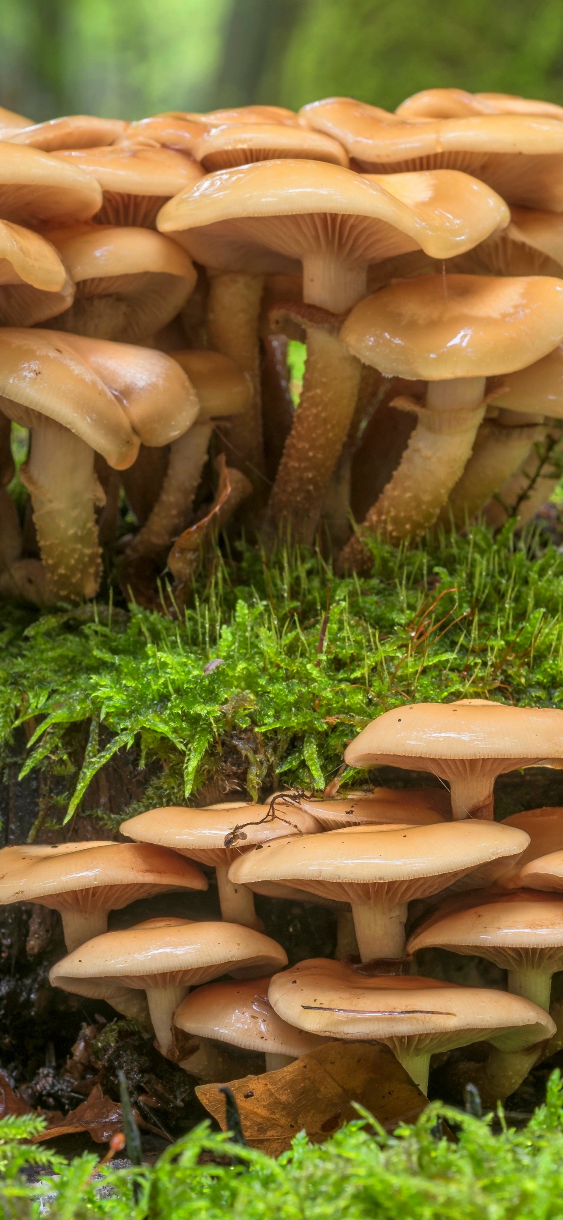 Hongo Medicinal, Bollo de Centavo, Agaricus Bisporus, Seta, Hongo. Wallpaper in 1125x2436 Resolution