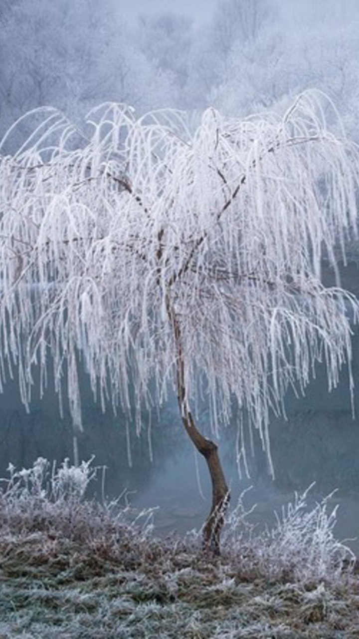 Brauner Ast Auf Braunem Gras in Der Nähe Von Gewässern. Wallpaper in 720x1280 Resolution