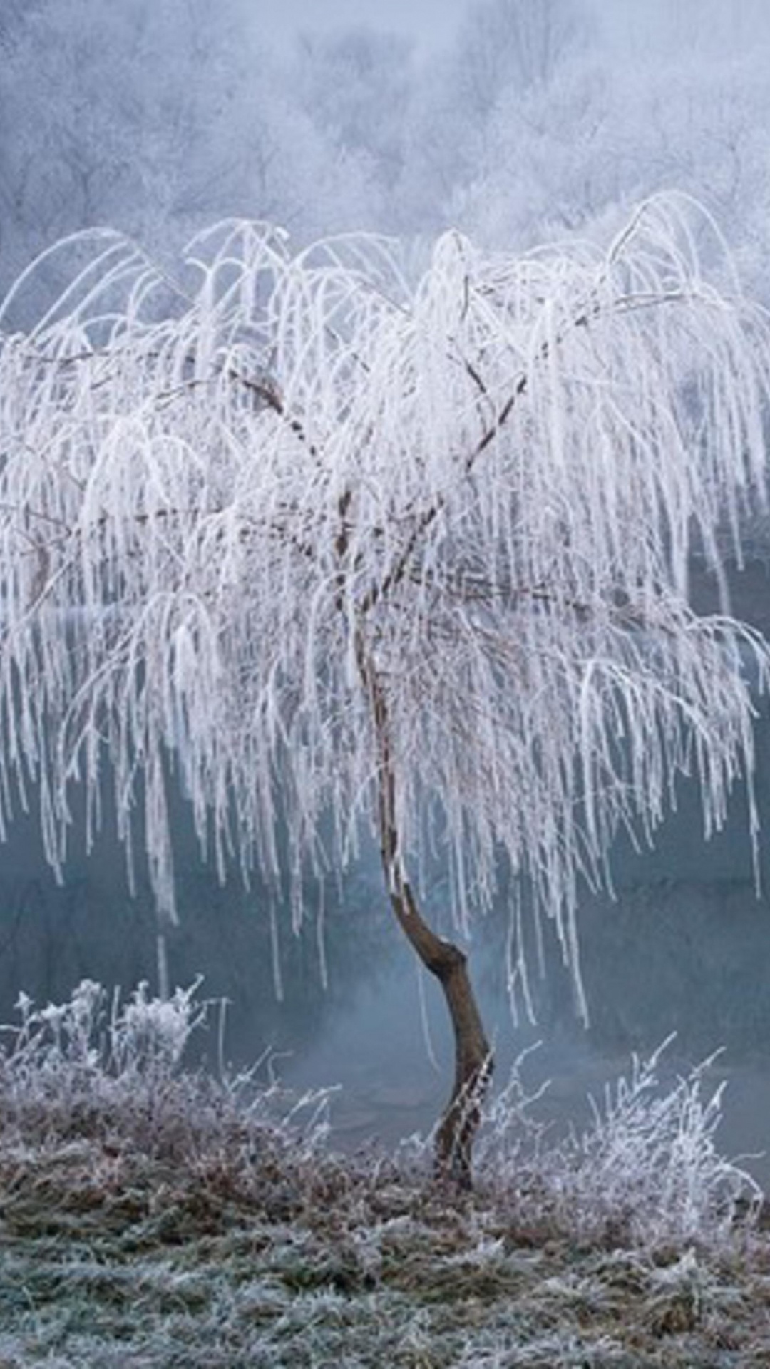 Branche D'arbre Brun Sur L'herbe Brune Près du Plan D'eau. Wallpaper in 1080x1920 Resolution