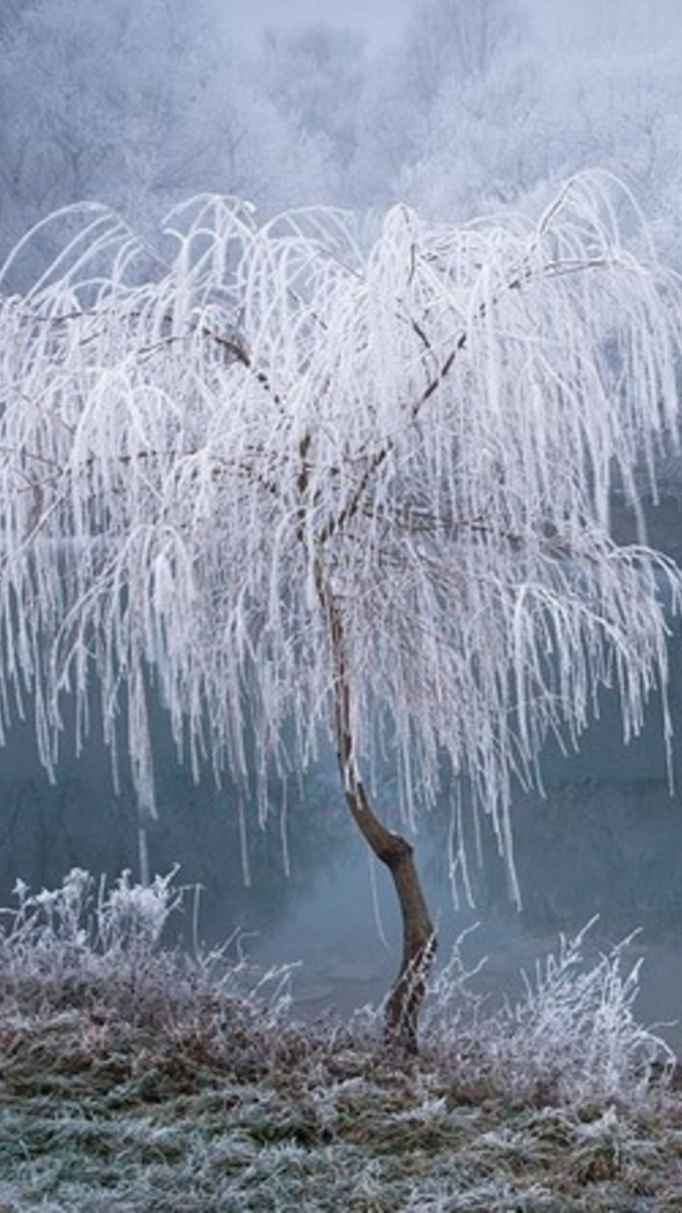 Rama de Árbol Marrón Sobre Hierba Marrón Cerca Del Cuerpo de Agua. Wallpaper in 750x1334 Resolution