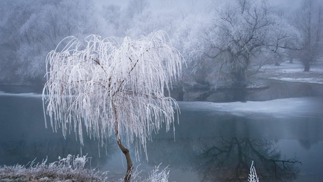 Brown Tree Branch on Brown Grass Near Body of Water. Wallpaper in 1280x720 Resolution