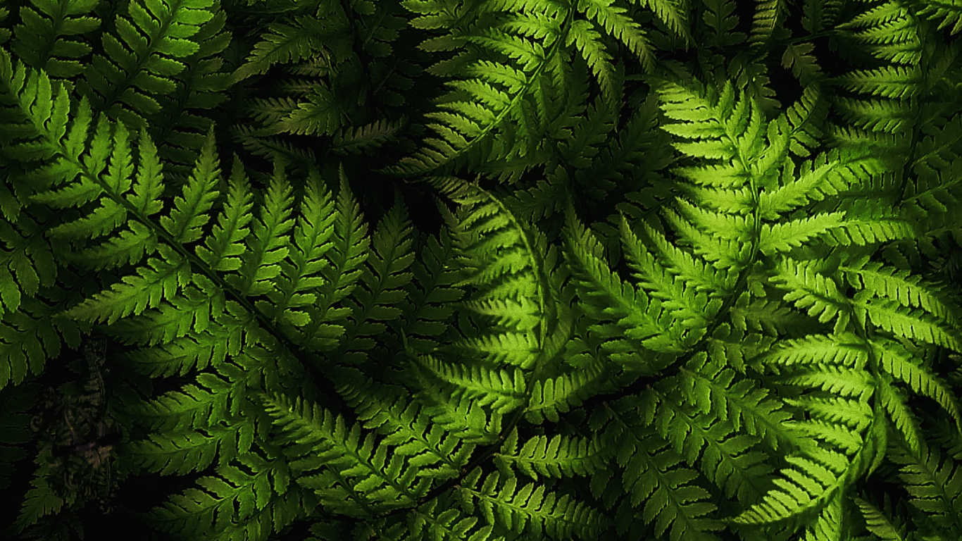 Branch, Terrestrische Pflanzen, Immergrün, Gras, Naturlandschaft. Wallpaper in 1366x768 Resolution