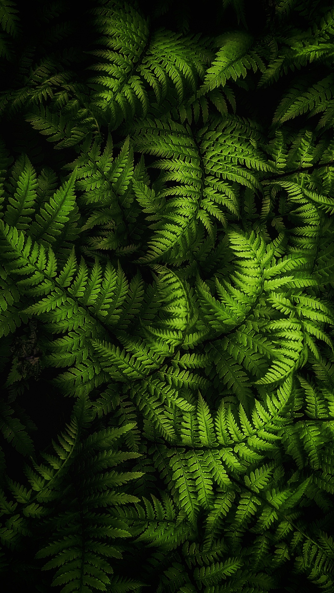 陆地上的植物, Evergreen, 草, 自然景观, 地被 壁纸 1080x1920 允许