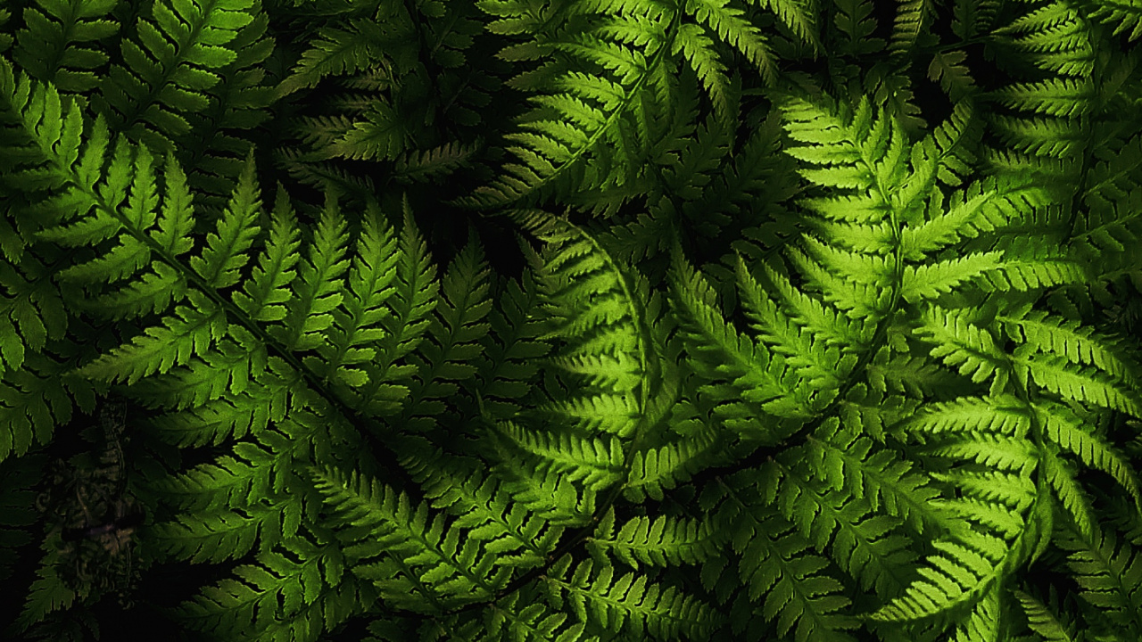 Plant, Branch, Terrestrial Plant, Evergreen, Grass. Wallpaper in 1280x720 Resolution