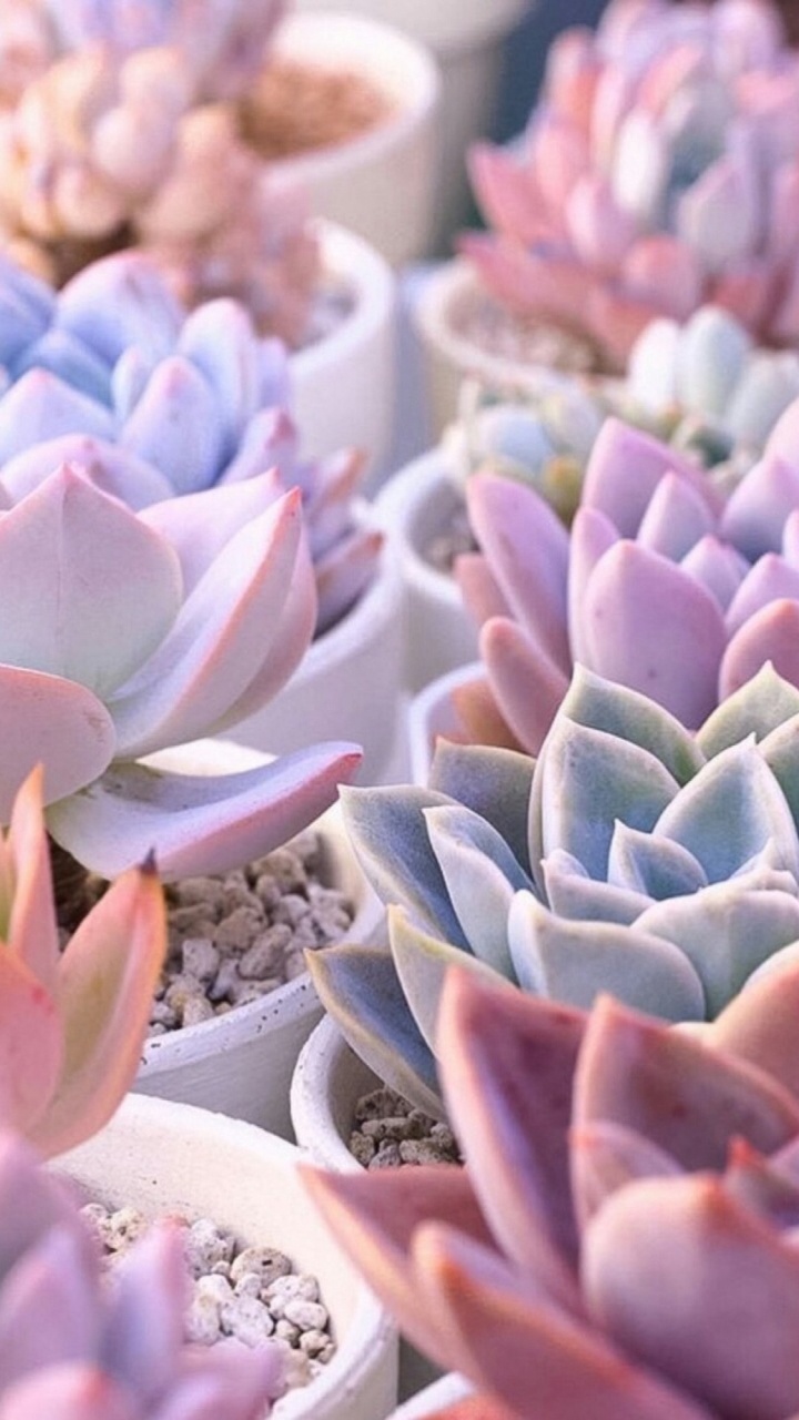 Purple and White Flower Buds in White Ceramic Bowl. Wallpaper in 720x1280 Resolution