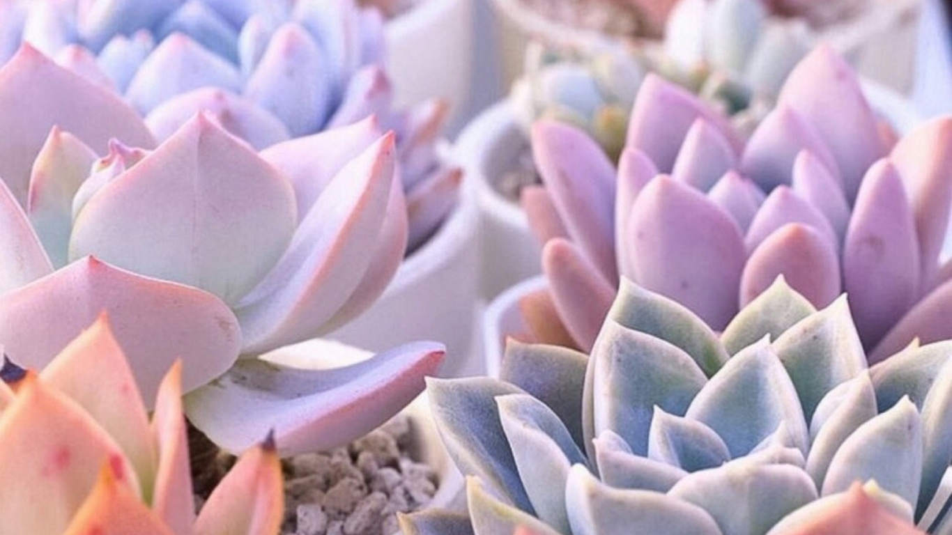 肉质植物, 柔和的, 粉红色, 花盆, 人造花 壁纸 1366x768 允许