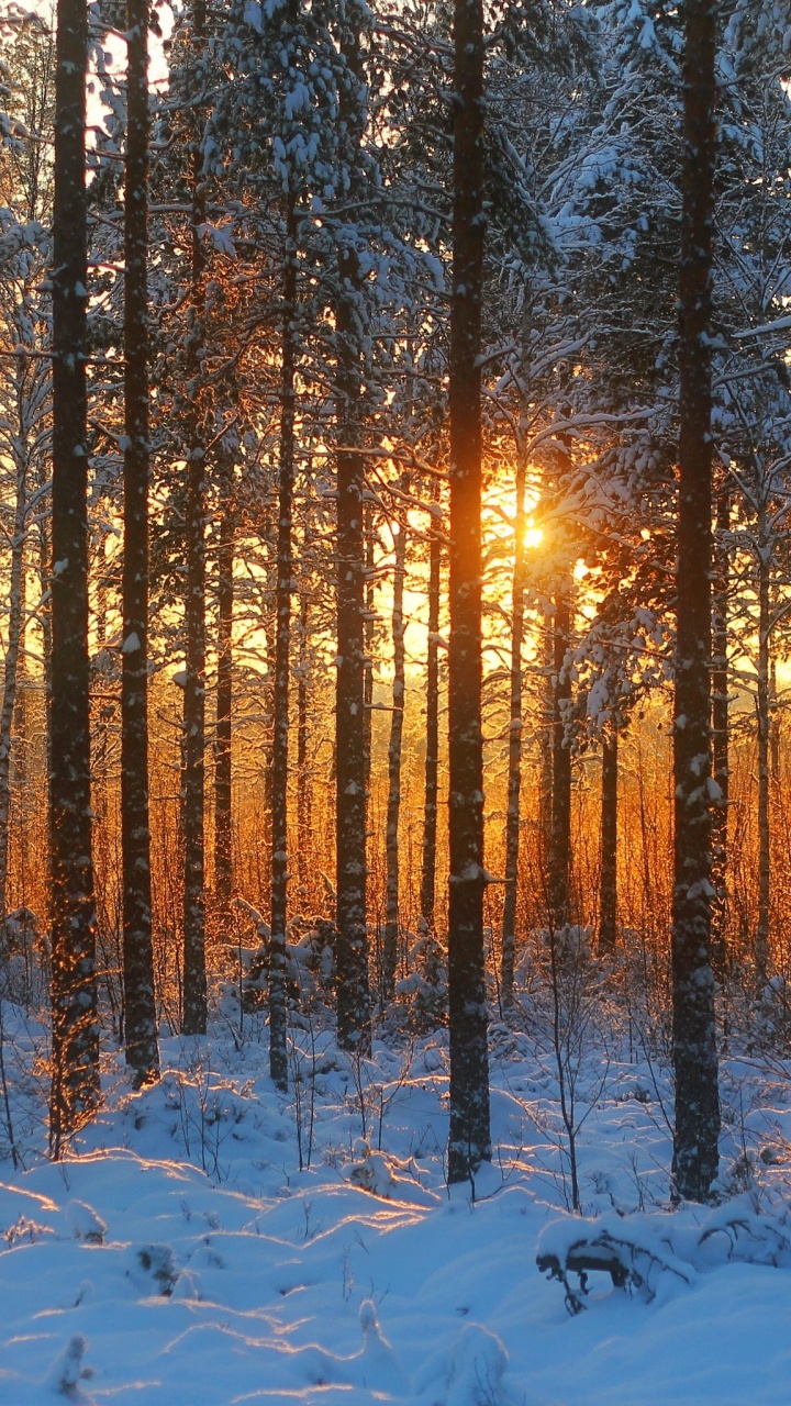 Brown Trees on Snow Covered Ground During Sunset. Wallpaper in 720x1280 Resolution