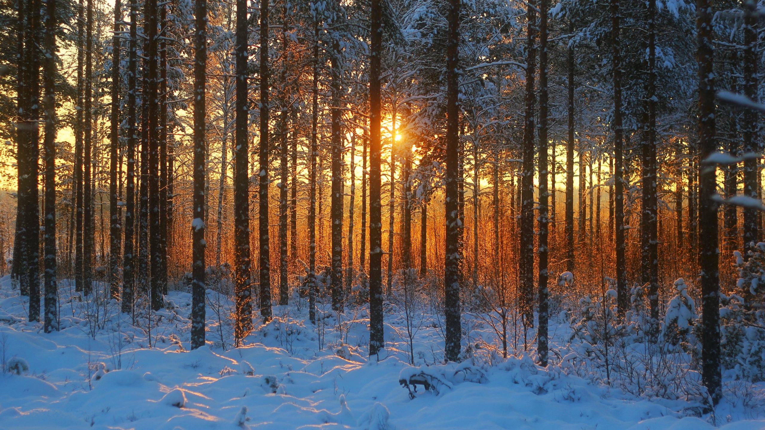 Arbres Bruns Sur le Sol Couvert de Neige Pendant le Coucher du Soleil. Wallpaper in 2560x1440 Resolution