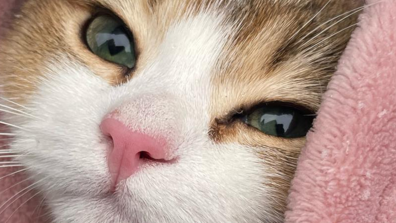 Cat, Felidae, Carnivore, Small to Medium Sized Cats, Whiskers. Wallpaper in 1366x768 Resolution