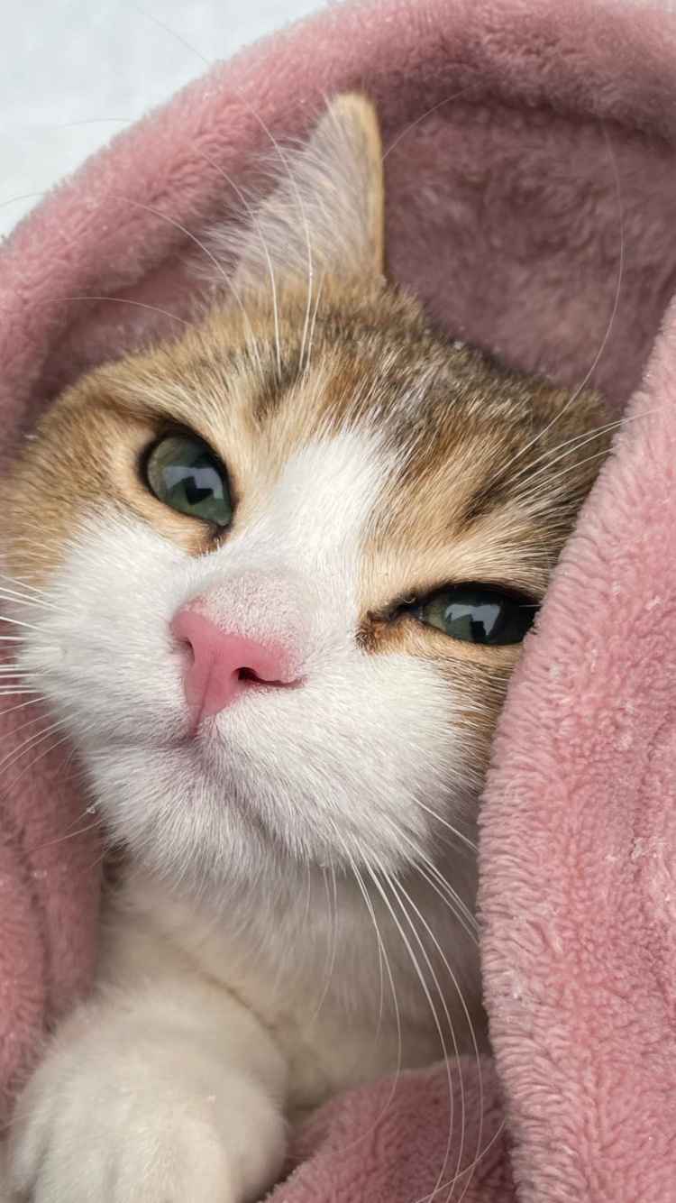 Cat, Felidae, Carnivore, Small to Medium Sized Cats, Whiskers. Wallpaper in 750x1334 Resolution