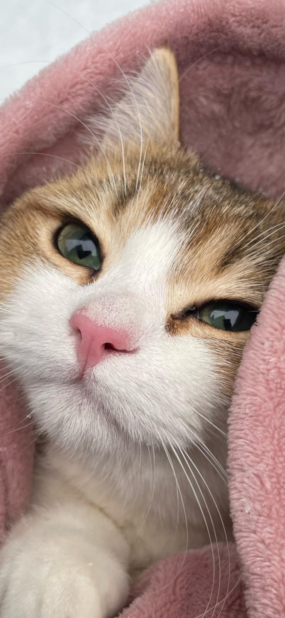 Chat, Felidae, Carnivores, Les Petites et Moyennes Chats, Moustache. Wallpaper in 1125x2436 Resolution