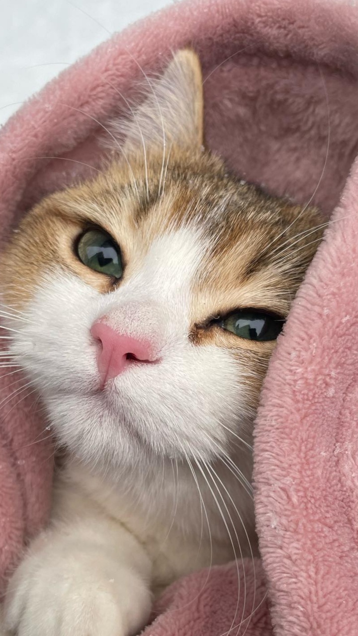 猫科, 中小型猫, 胡须, 小鹿, 耳朵 壁纸 720x1280 允许