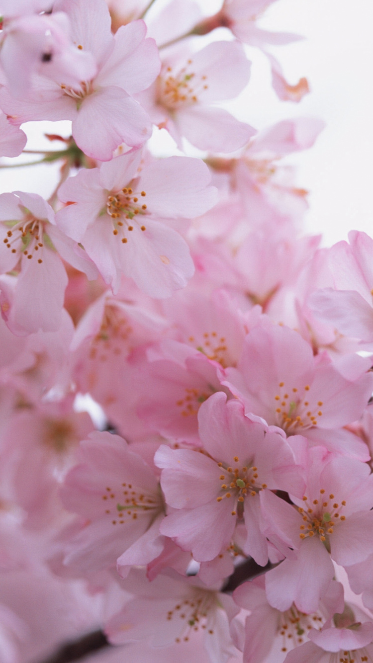 Pink and White Cherry Blossom in Close up Photography. Wallpaper in 750x1334 Resolution