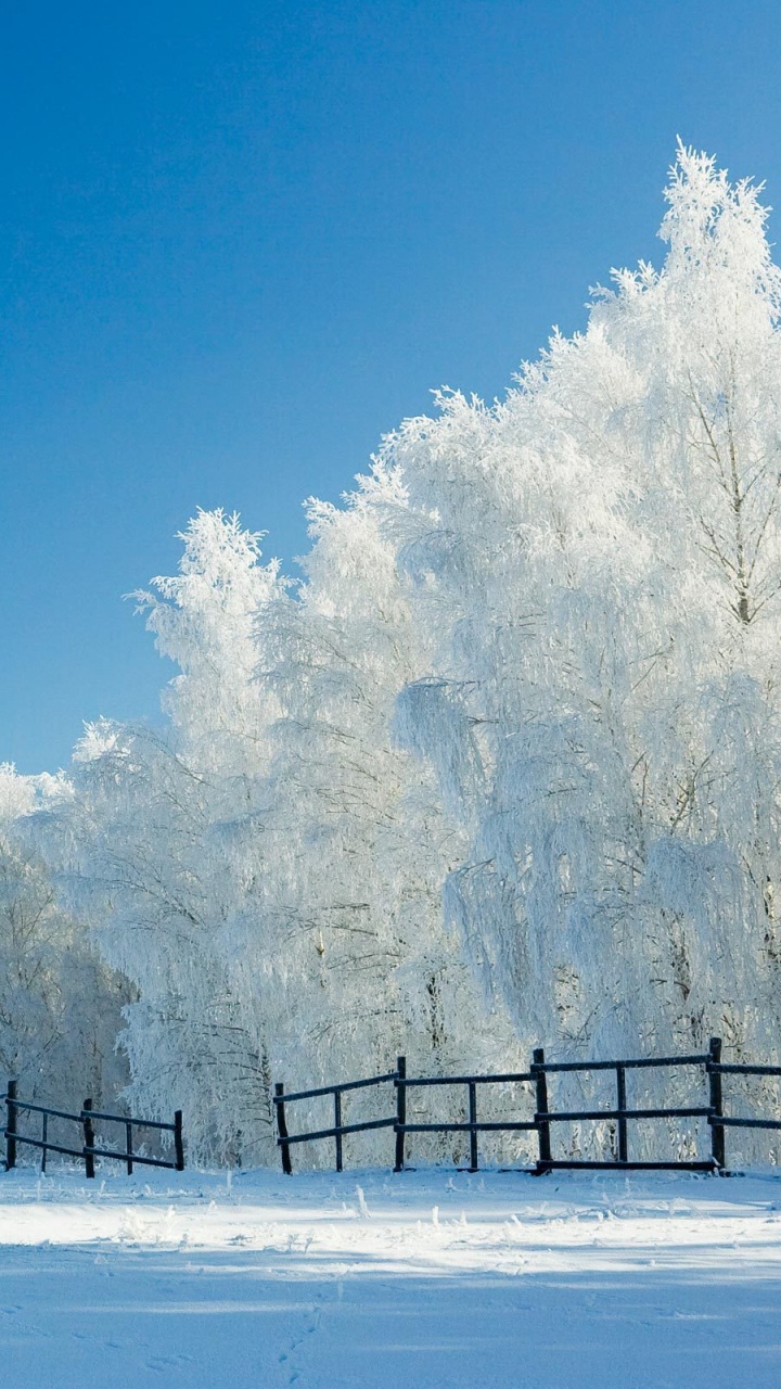 Snow Covered Trees Near Body of Water During Daytime. Wallpaper in 720x1280 Resolution
