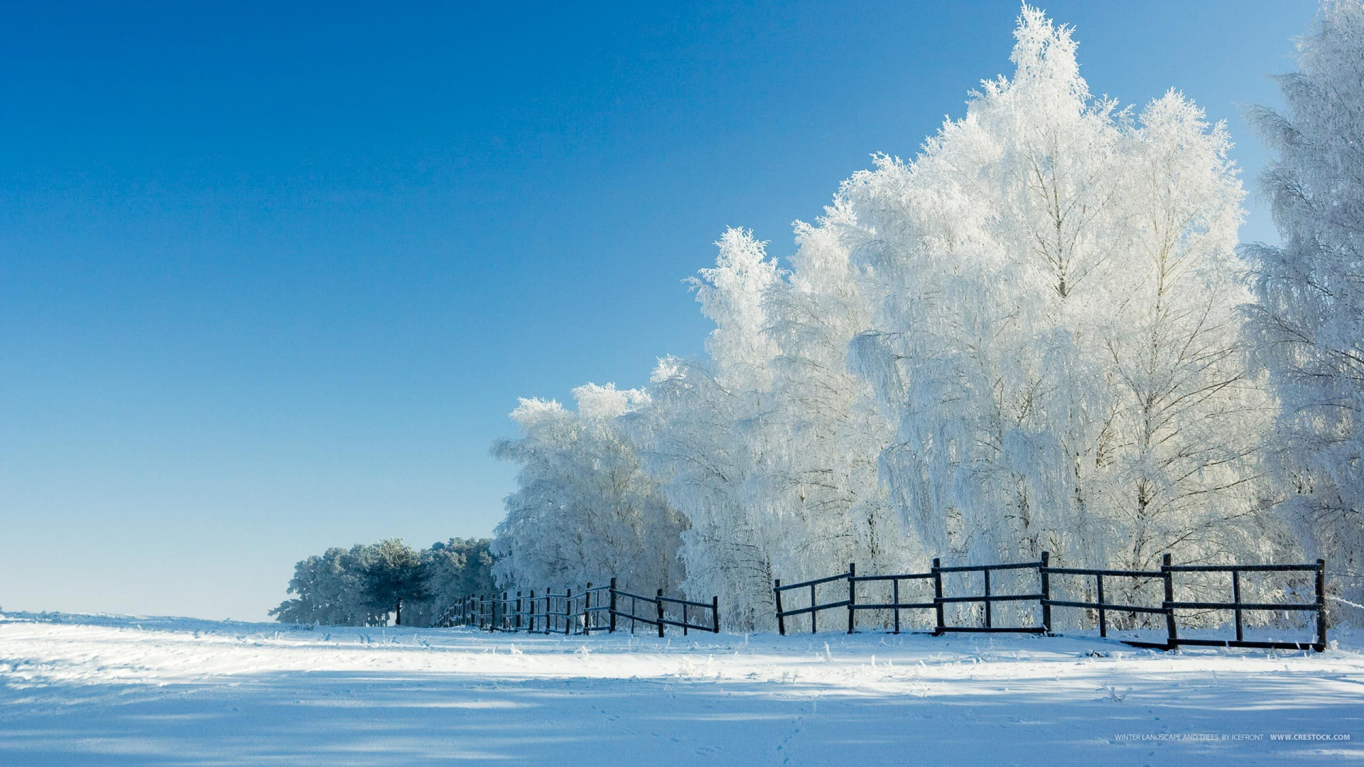 Arbres Couverts de Neige Près D'un Plan D'eau Pendant la Journée. Wallpaper in 1920x1080 Resolution