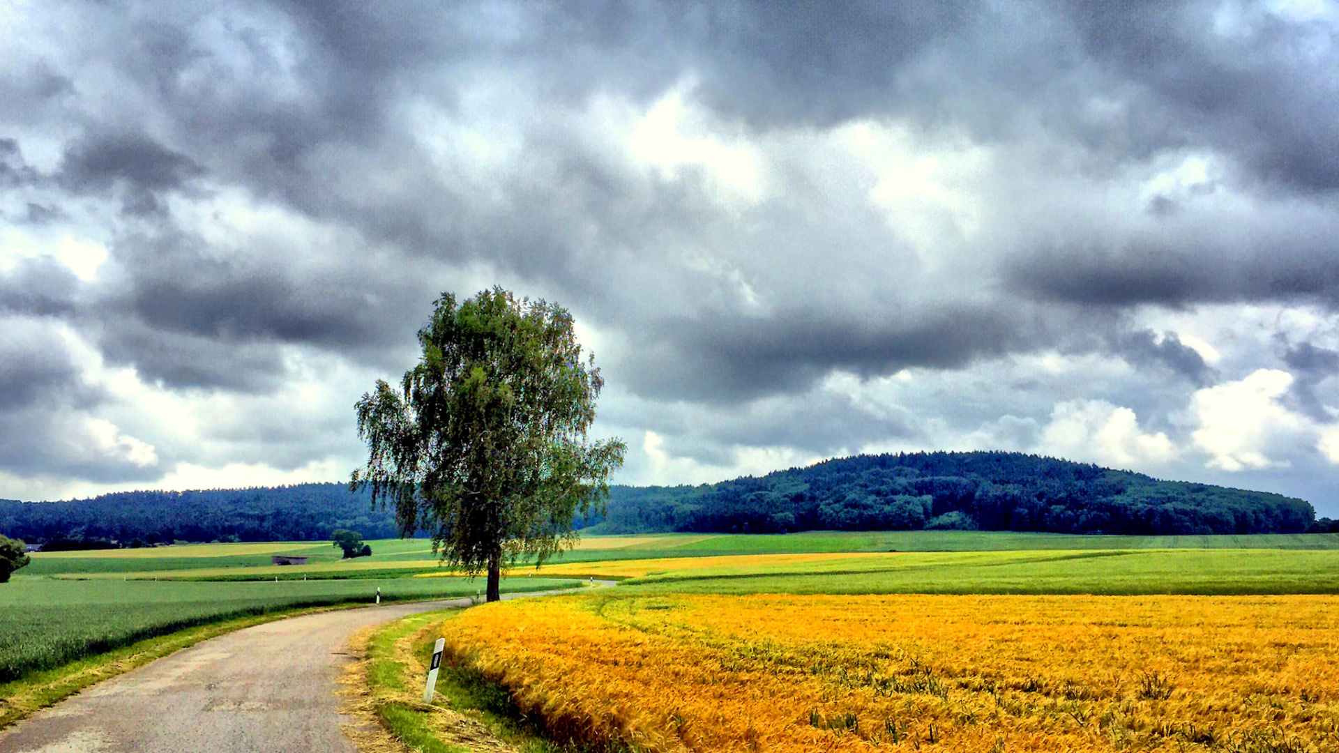 Green Tree on Green Grass Field Under Cloudy Sky During Daytime. Wallpaper in 1920x1080 Resolution