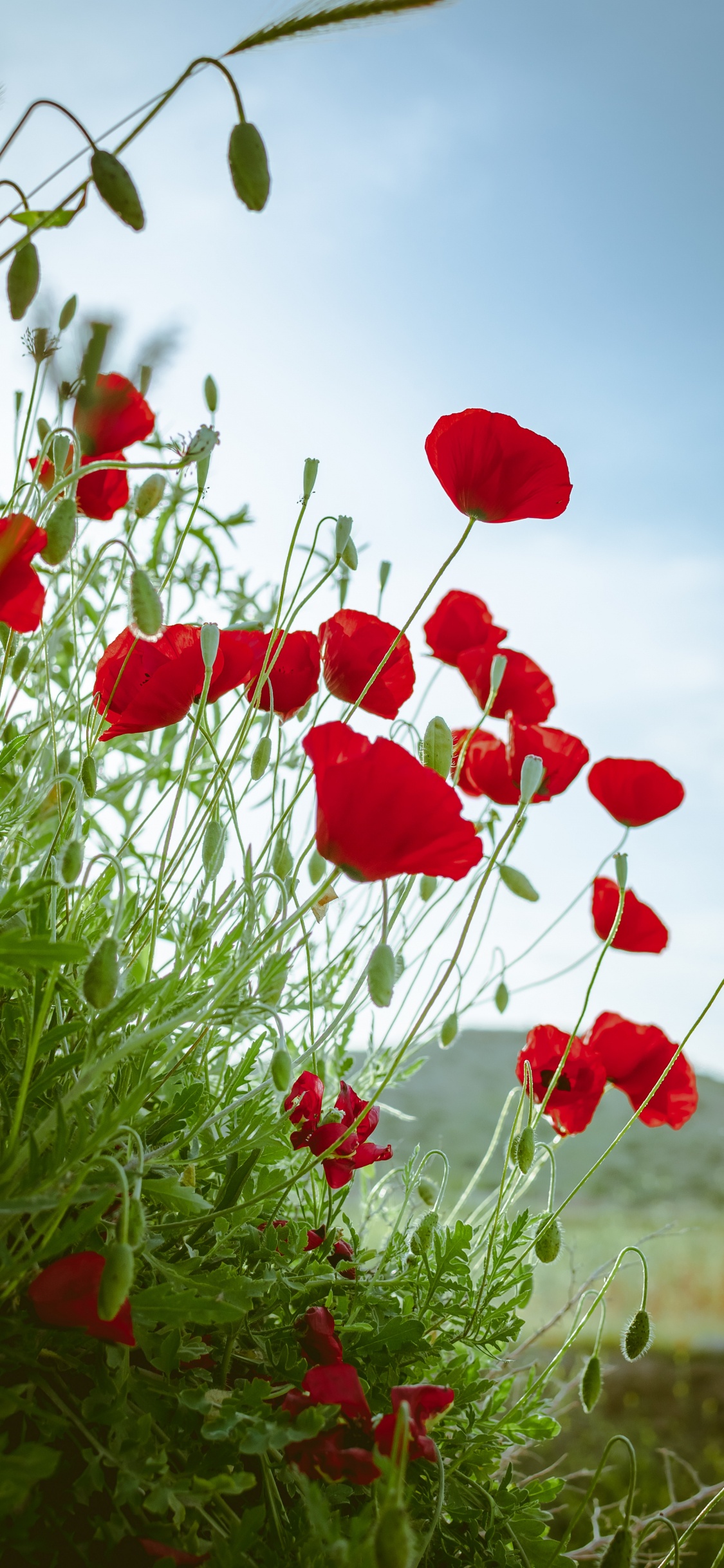 Tagsüber Rote Blumen Unter Blauem Himmel. Wallpaper in 1125x2436 Resolution