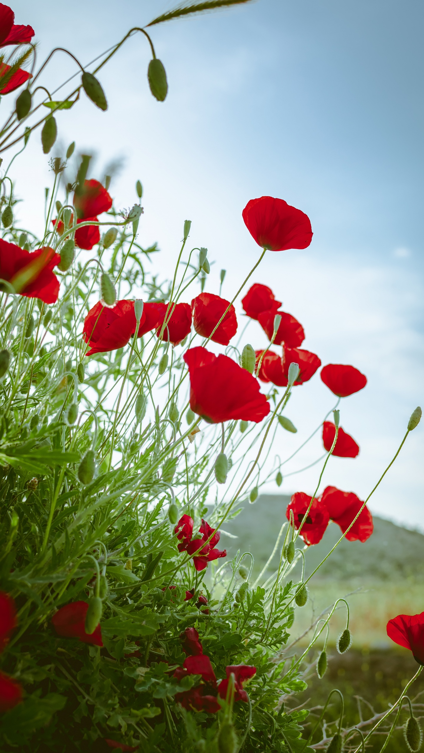 Tagsüber Rote Blumen Unter Blauem Himmel. Wallpaper in 1440x2560 Resolution