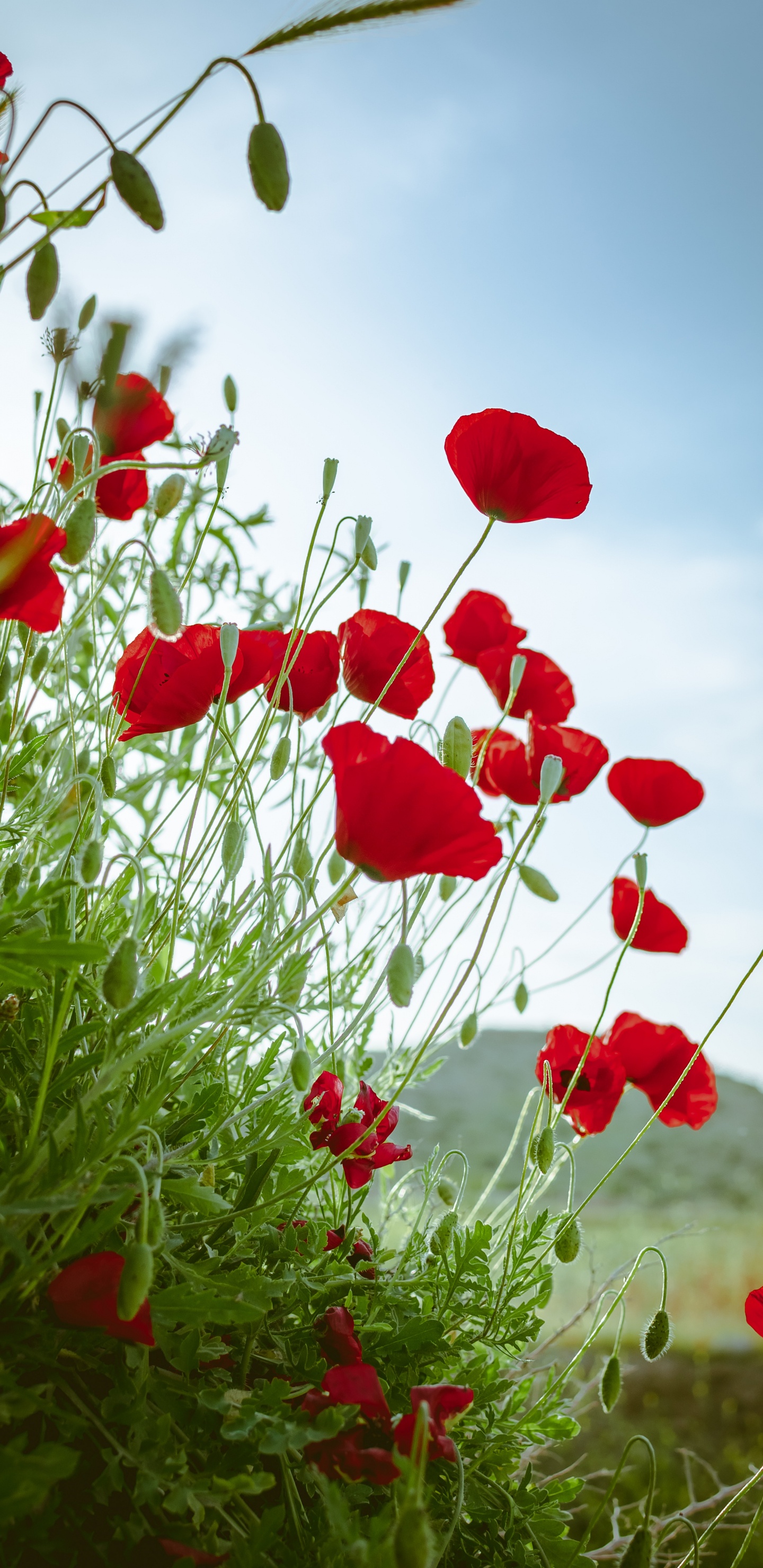 Red Flowers Under Blue Sky During Daytime. Wallpaper in 1440x2960 Resolution