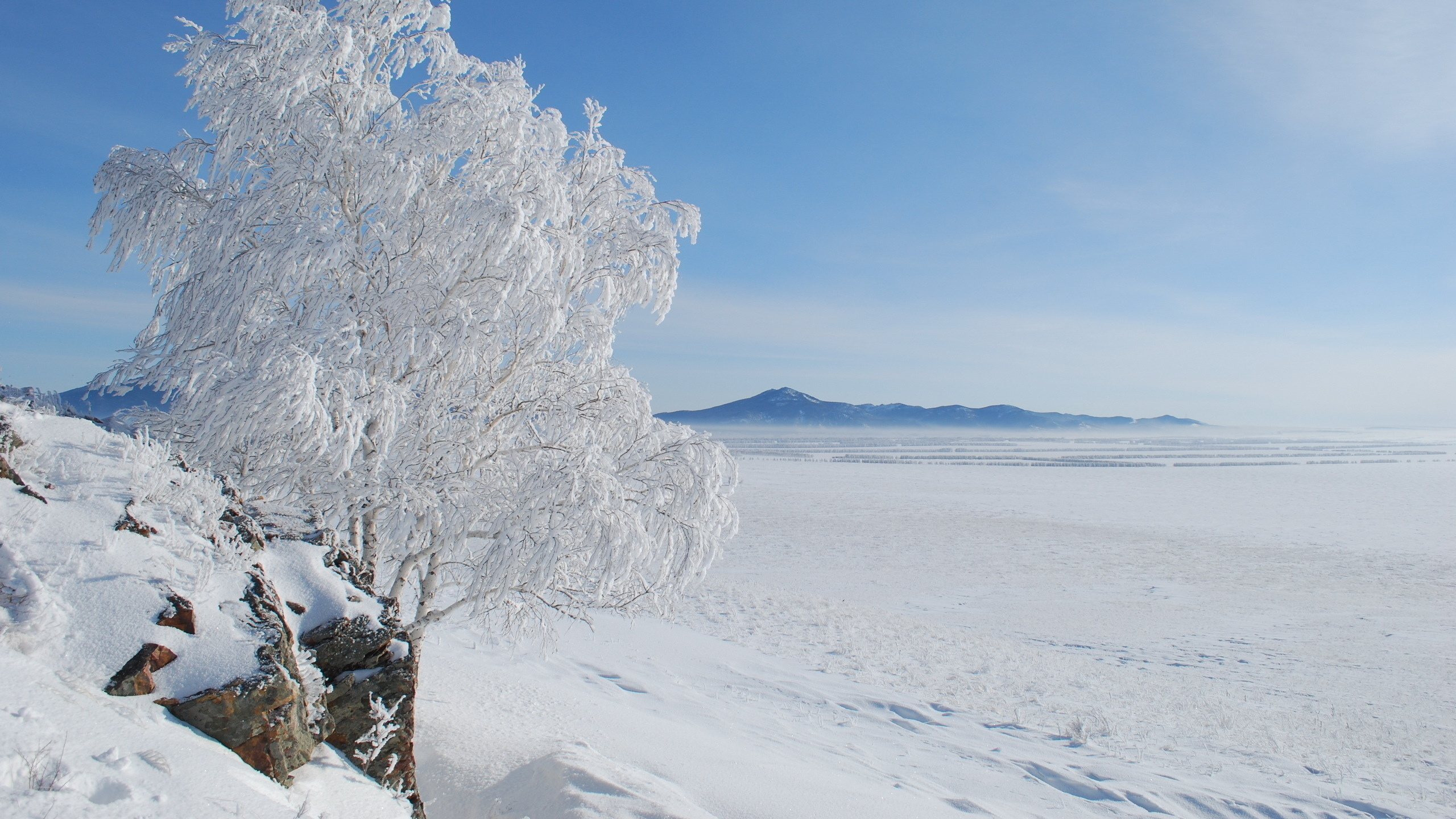 Snow Covered Trees on Snow Covered Ground Under Blue Sky During Daytime. Wallpaper in 2560x1440 Resolution
