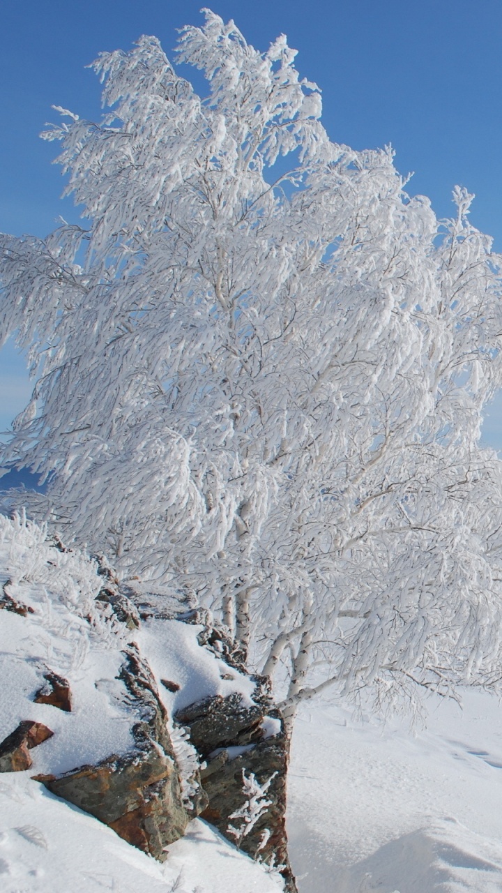 Snow Covered Trees on Snow Covered Ground Under Blue Sky During Daytime. Wallpaper in 720x1280 Resolution